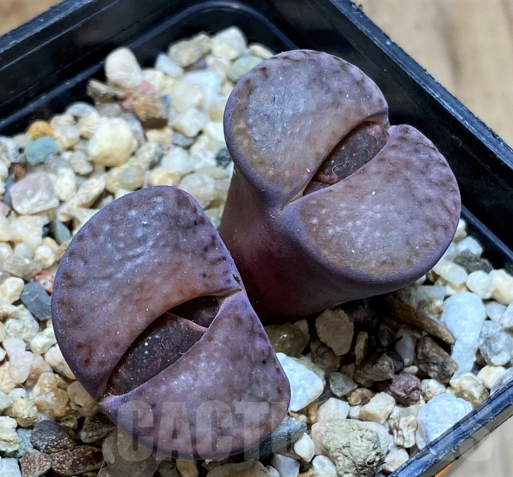 SH1045 Lithops bromfieldii v. glaudinae 'Embers' C393A