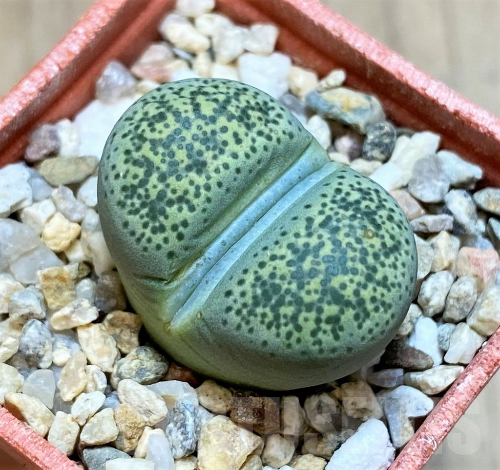 SH1046 Lithops terricolor 'Speckled Gold'
