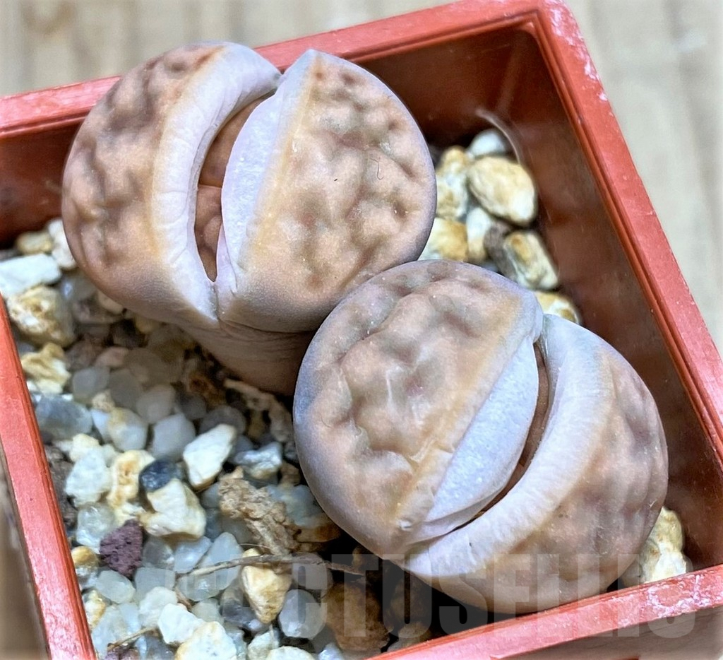 SH995 Lithops karasmontana v. summitatum