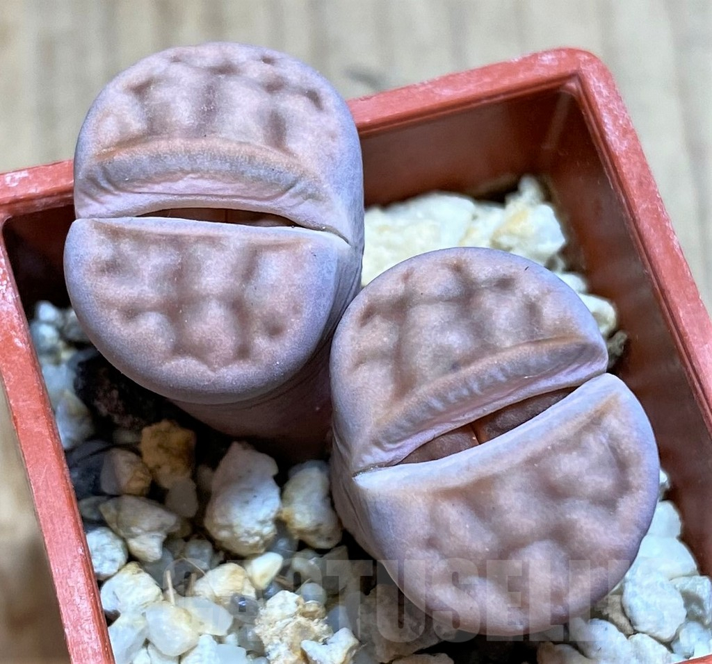 SH996 Lithops karasmontana v. summitatum