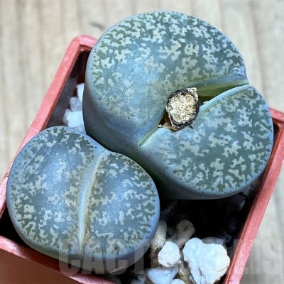 SH1002 Lithops lesliei ssp. lesliei v. lesliei C018 -Near Stella, South Africa-