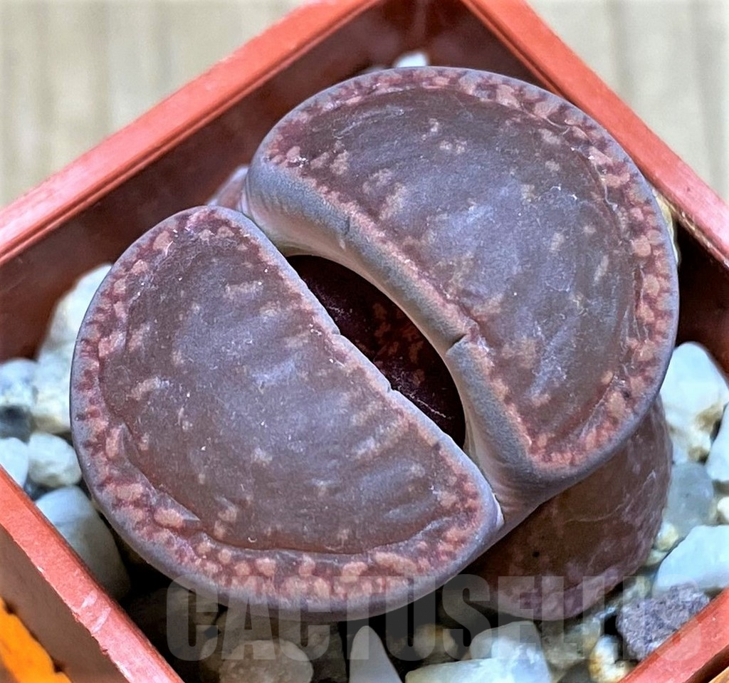 SH1005 Lithops aucampiae 'Rubrobrunneus'