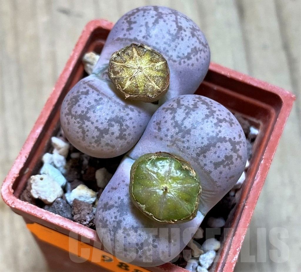 SH988 Lithops coleorum