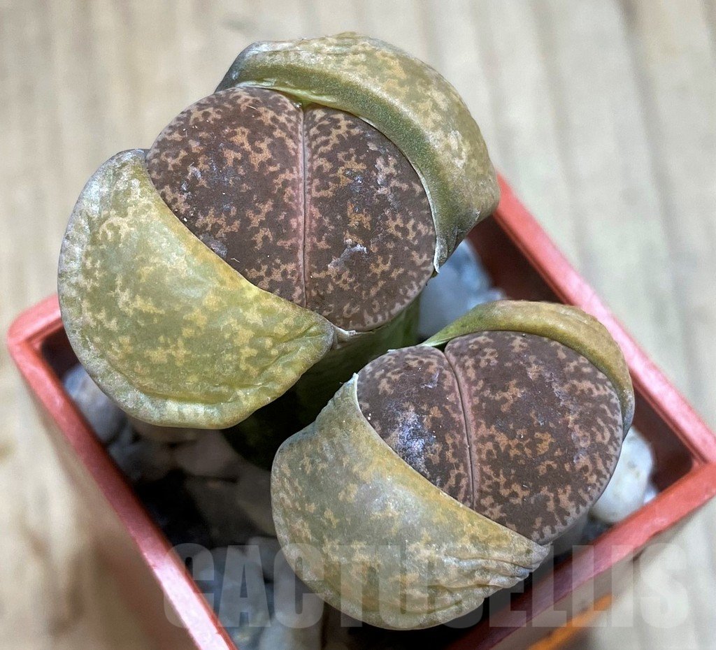 SH1010 Lithops lesliei ssp. lesliei v. lesliei C009 -70 km W of Mafikeng, South Africa-