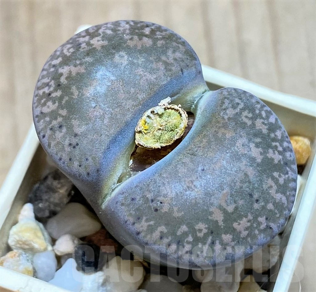 SH1011 Lithops lesliei ssp. lesliei v. lesliei C009 -70 km W of Mafikeng, South Africa-