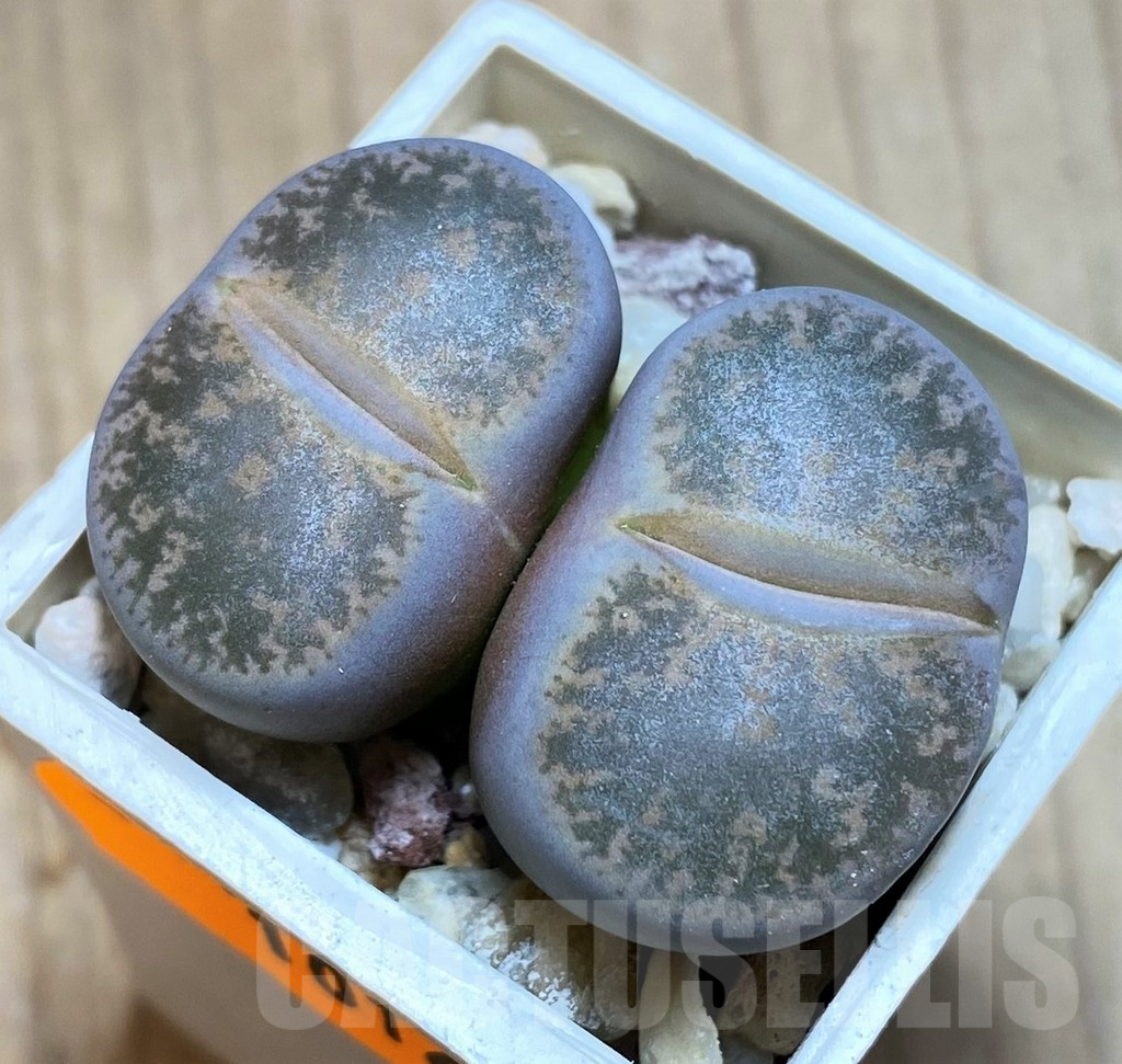 SH1016 Lithops lesliei ssp. lesliei v. lesliei grey Form C008 -70 km W of Mafikeng, South Africa-