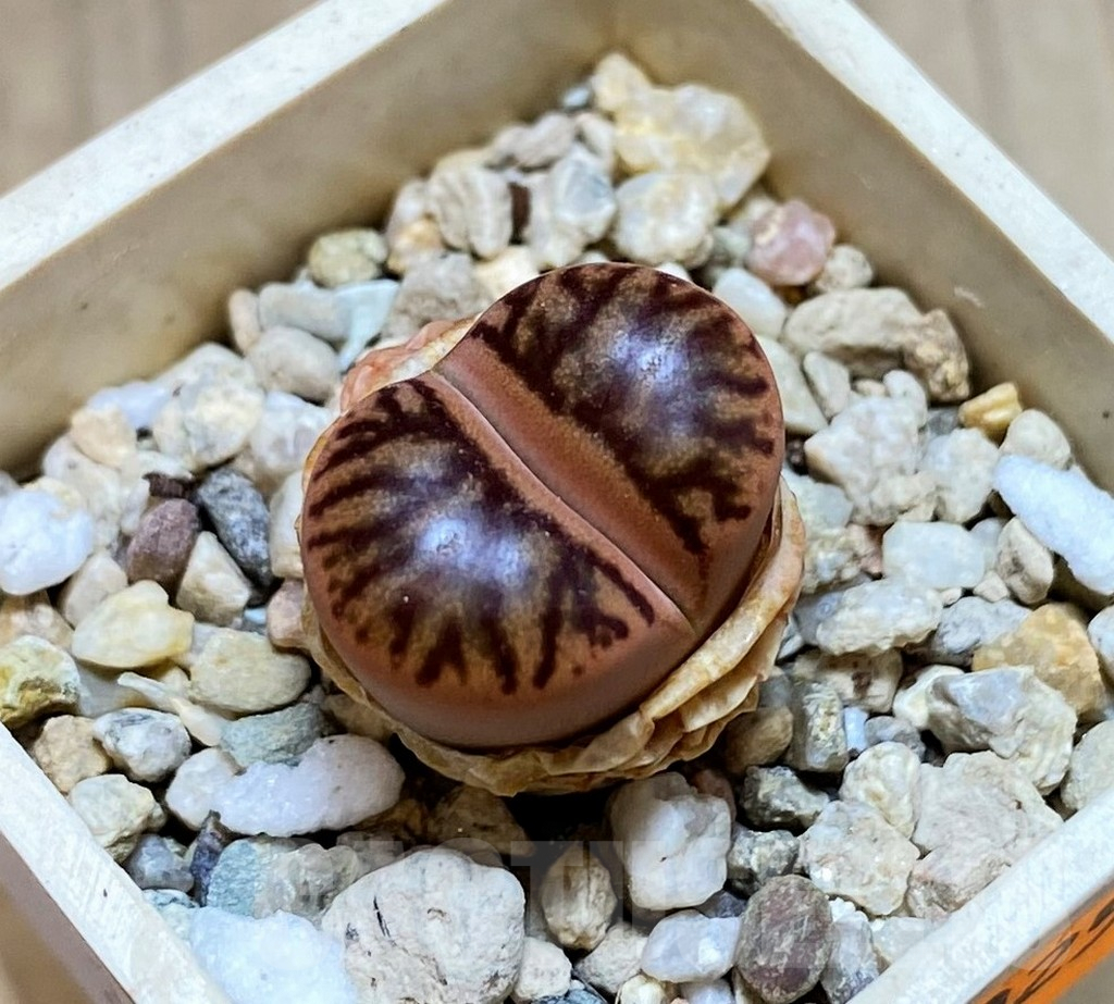 SH1025 Lithops bromfieldii 'Red Coral'