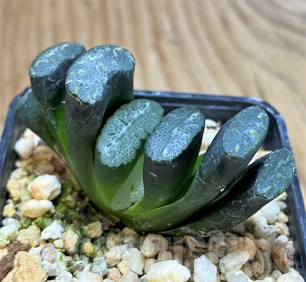 SH1052 Haworthia truncata 'Xuanwu Jade Fan' - Image 2