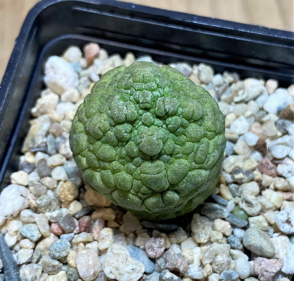 SH1089 Pseudolithos cubiformis