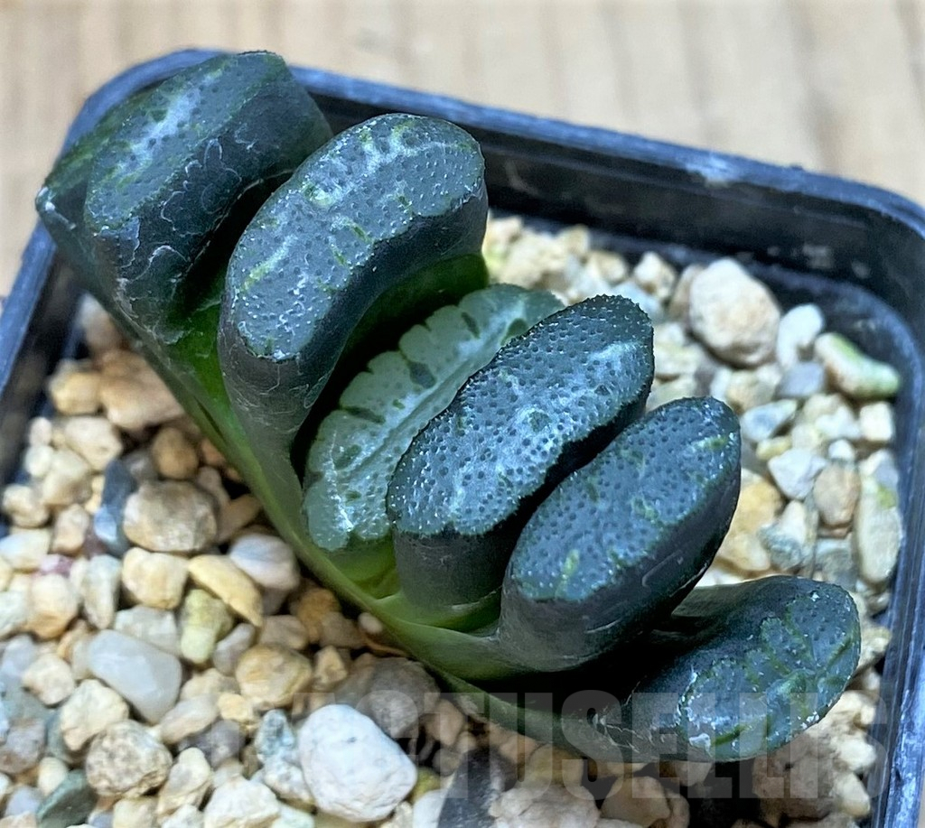 SH1053 Haworthia truncata 'Xuanwu Jade Fan'