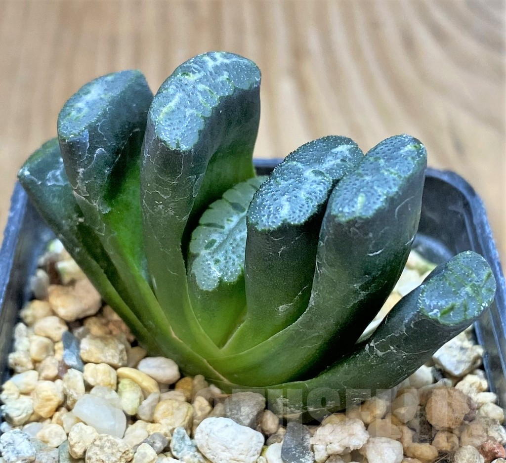 SH1053 Haworthia truncata 'Xuanwu Jade Fan' - Image 2