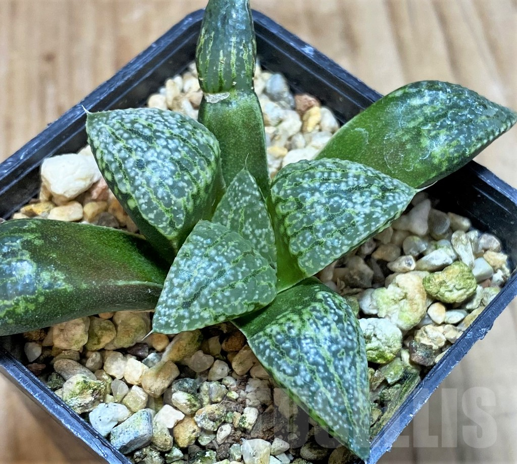 SH1054 Haworthia picta 'White' -Japan-