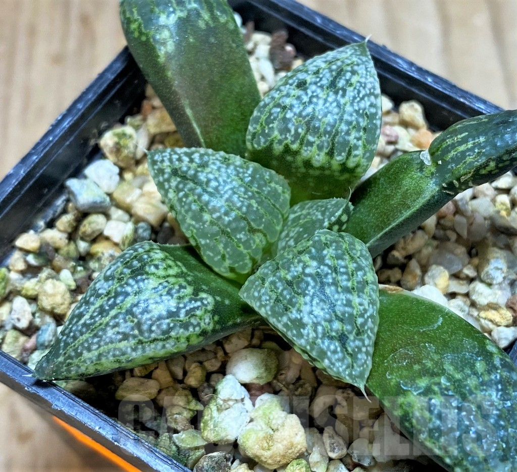 SH1054 Haworthia picta 'White' -Japan- - Image 2