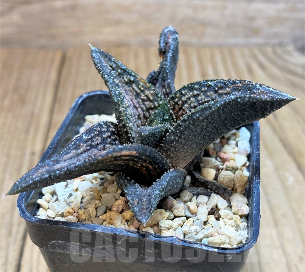 SH1055 Haworthia 'Kintaikyo' f. variegata ?