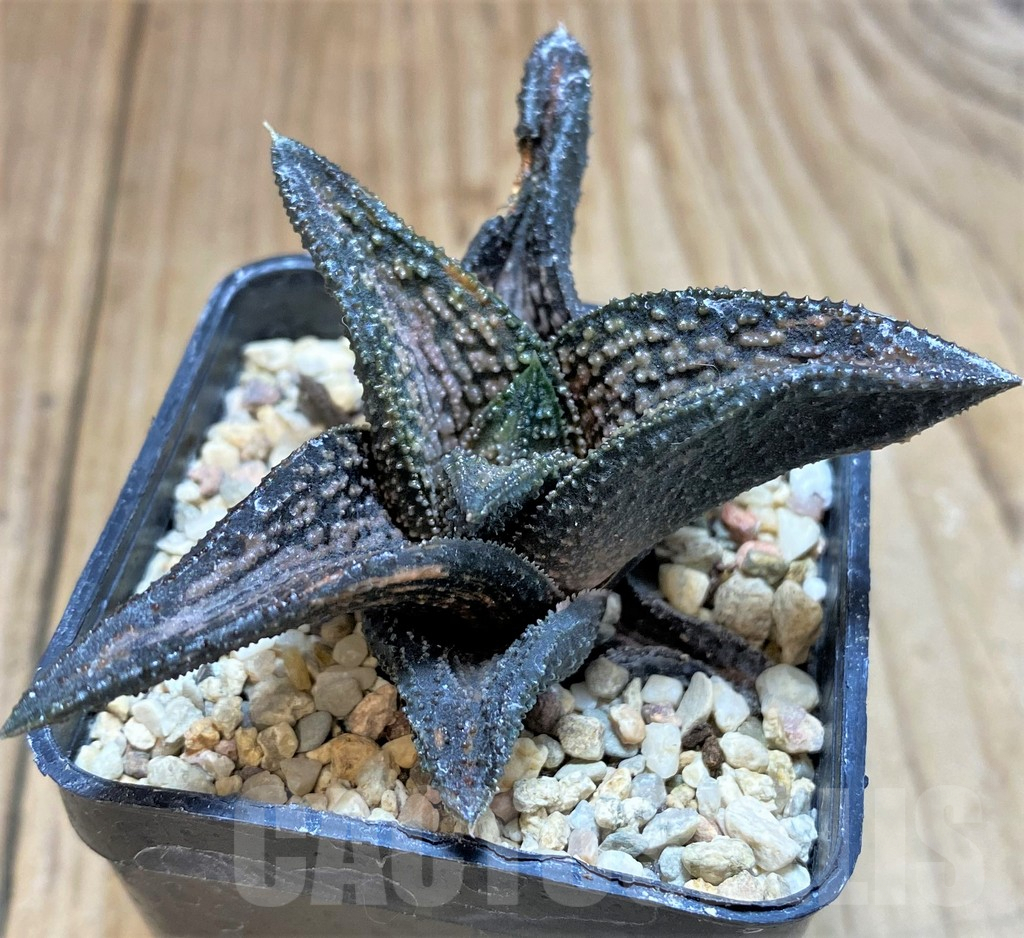 SH1055 Haworthia 'Kintaikyo' f. variegata ? - Image 2