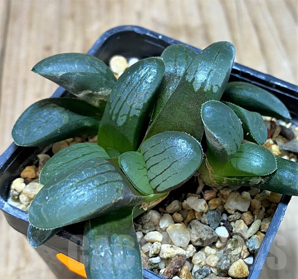SH1049 Haworthia springbokvlakensis hybrid