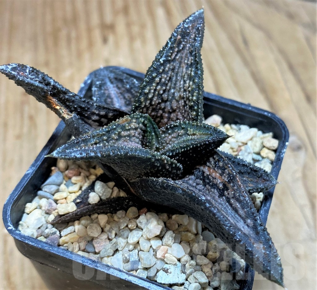 SH1055 Haworthia 'Kintaikyo' f. variegata ? - Image 3