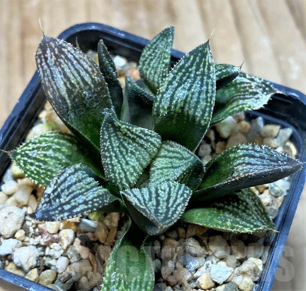 SH1061 Haworthia splendens hybrid
