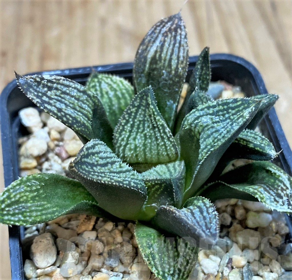 SH1061 Haworthia splendens hybrid - Image 2