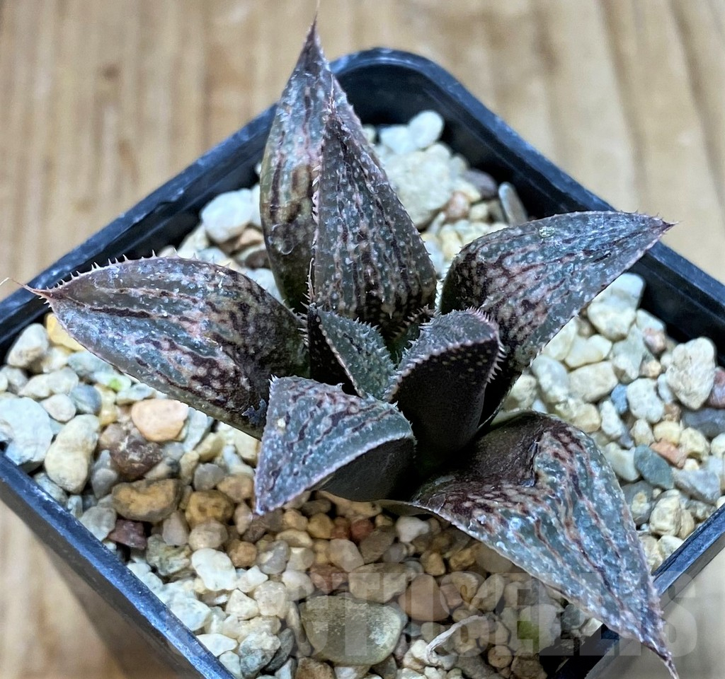 SH1050 Haworthia wimii -Japan- - Image 2