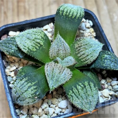 SH1064 Haworthia splendens 'Nautilus'