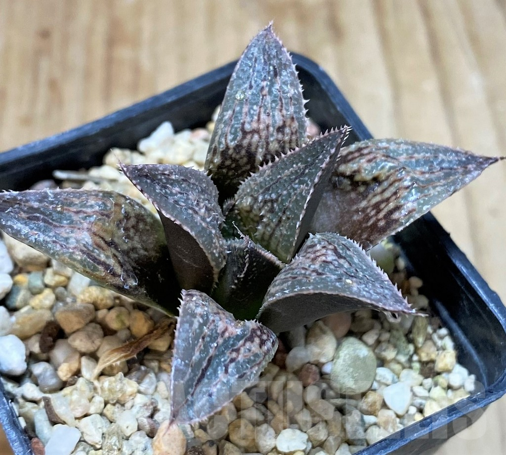 SH1050 Haworthia wimii -Japan-