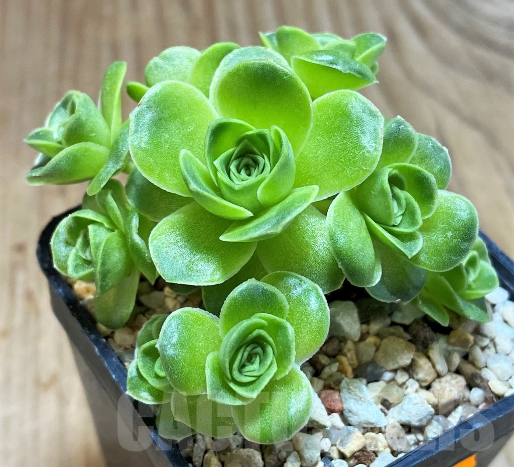 SH1074 Greenovia sp.
