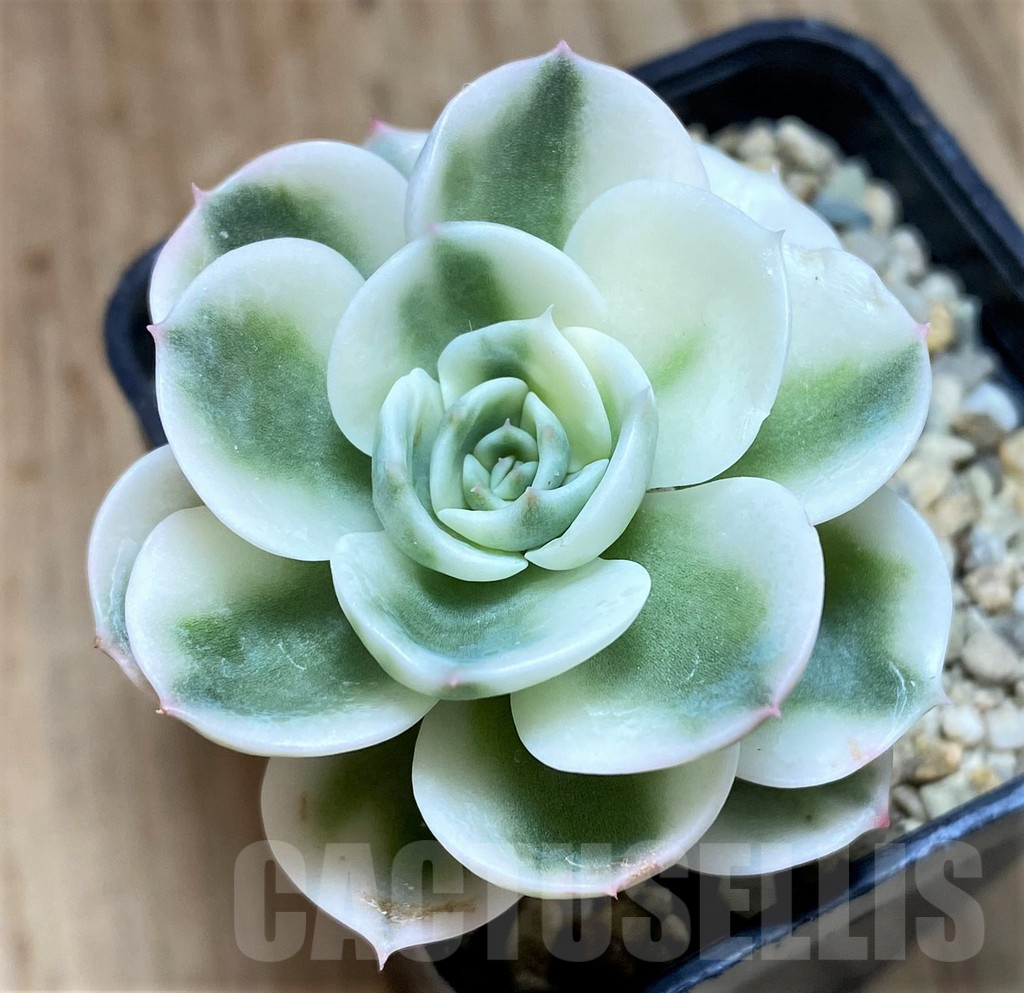 SH1075 Echeveria 'Lenore Dean' f. variegata