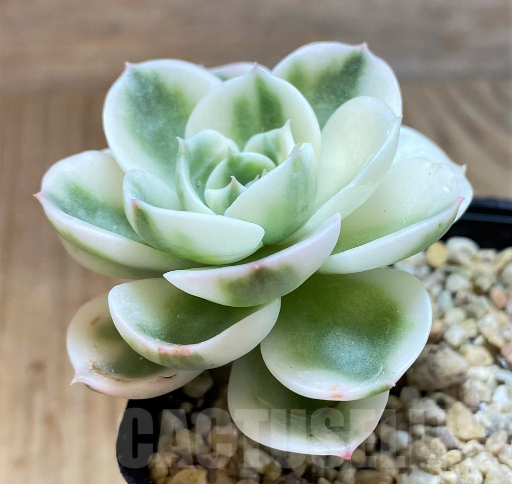 SH1075 Echeveria 'Lenore Dean' f. variegata - Image 2