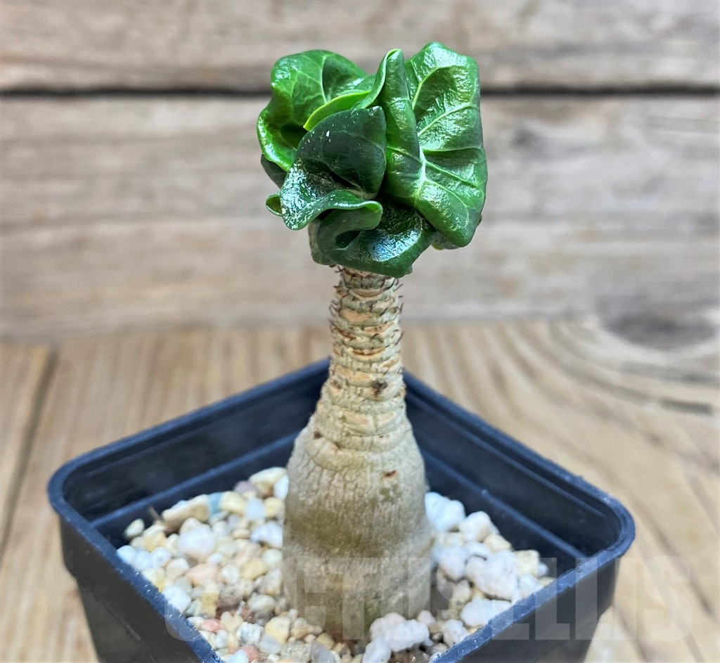 SH1078 Adenium mini