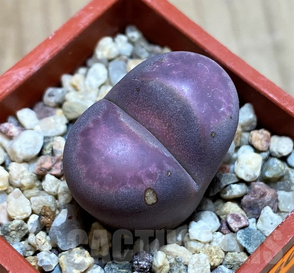 SH1080 Lithops optica 'Rubra'