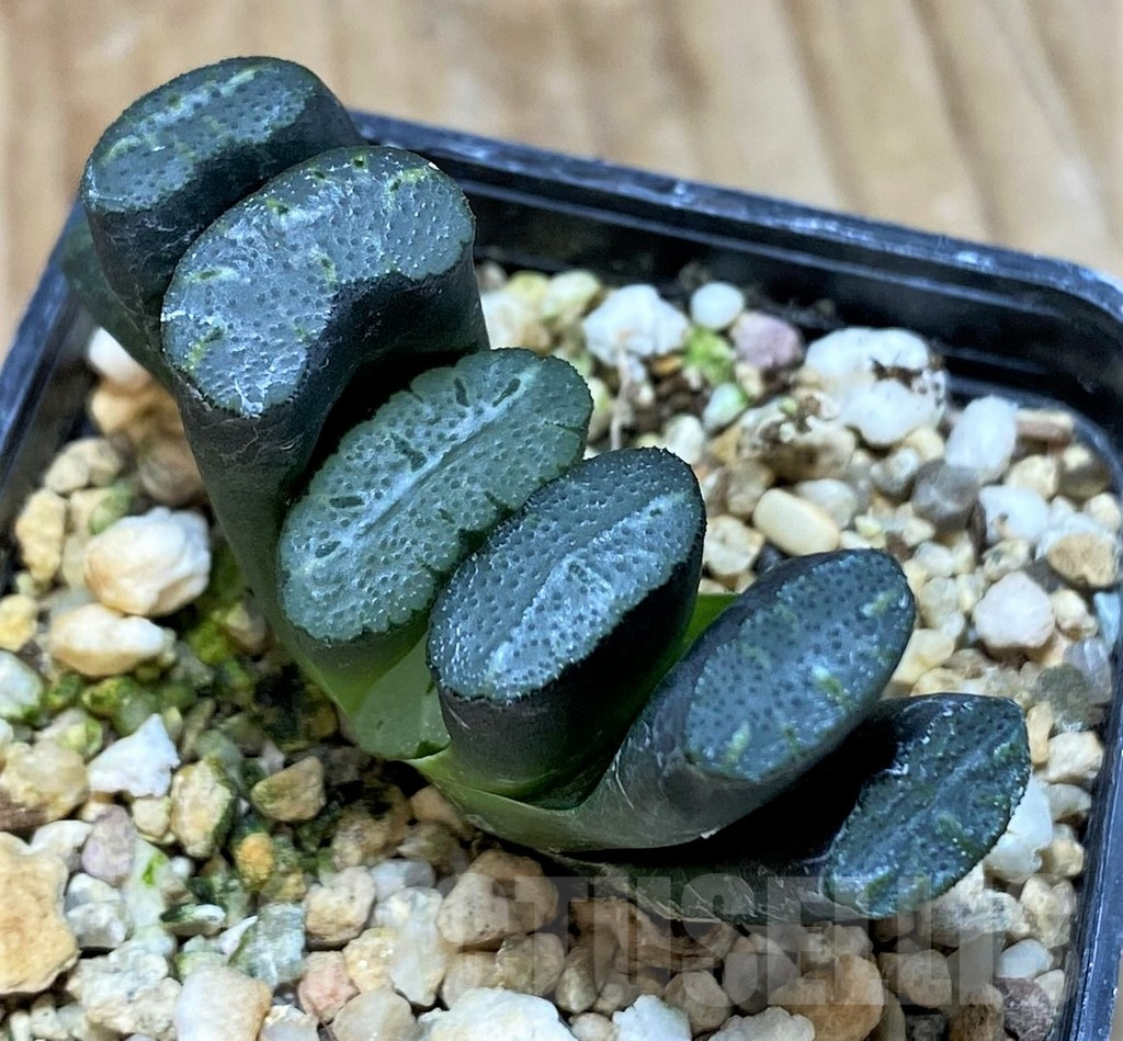 SH1052 Haworthia truncata 'Xuanwu Jade Fan'
