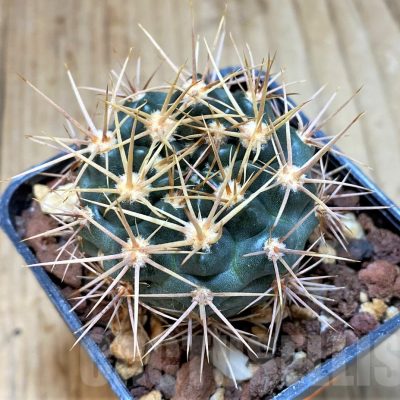 SH1298 Gymnocalycium neuhuberi yellow spines
