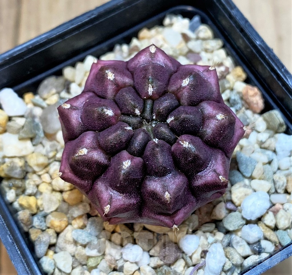 SH1268 Gymnocalycium mihanovichii ‘Day dream’, seedling