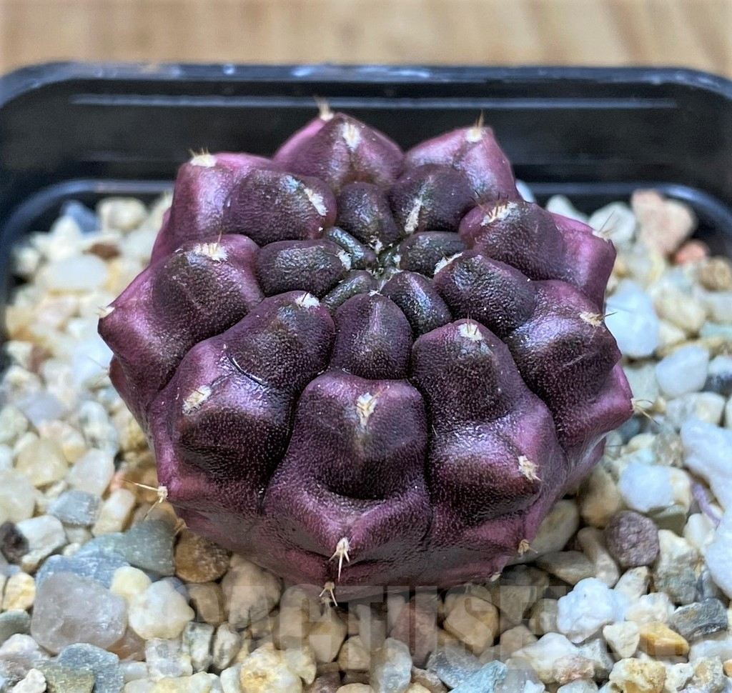 SH1268 Gymnocalycium mihanovichii ‘Day dream’, seedling - Image 2