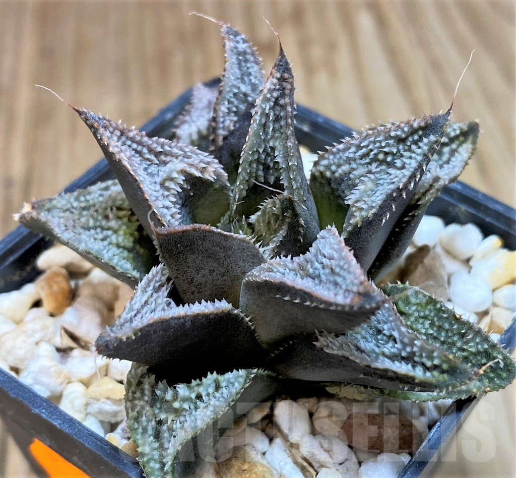 SH1361 Haworthia wimii x splendens