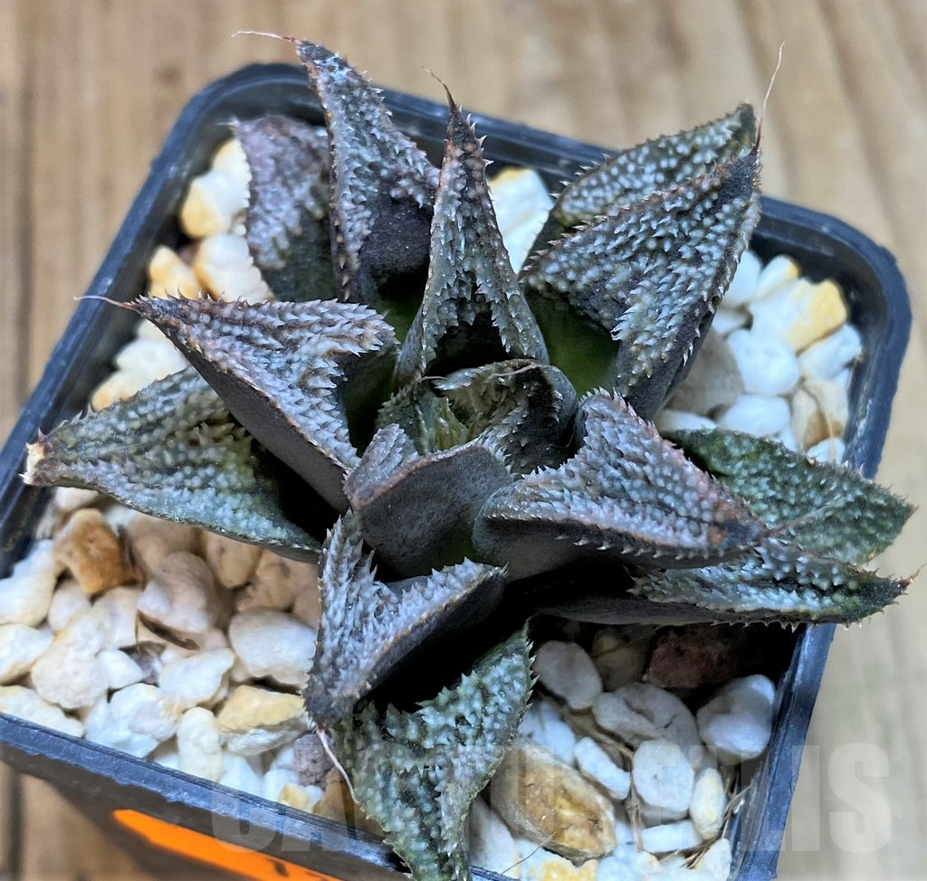 SH1361 Haworthia wimii x splendens - Image 2