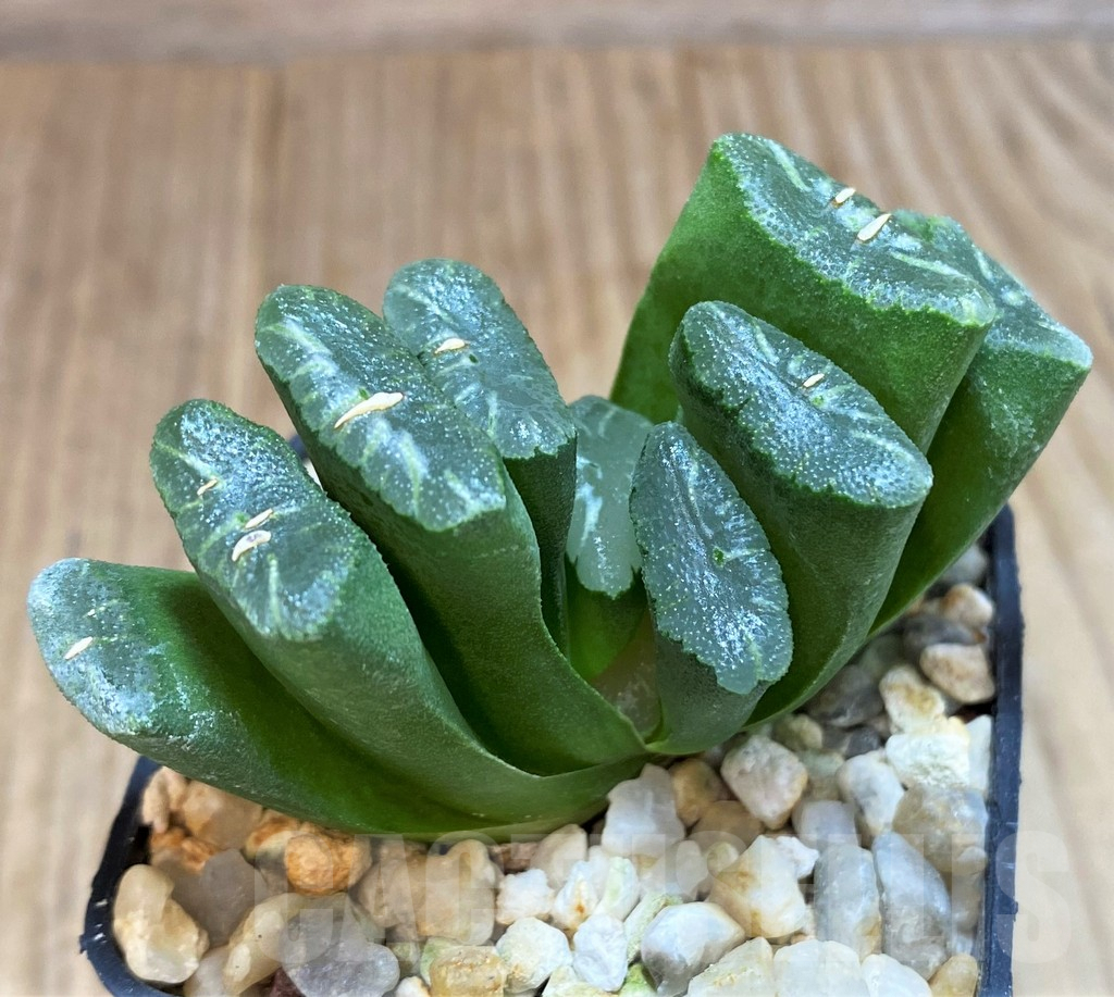 SH1359 Haworthia truncata -Japan- - Image 2