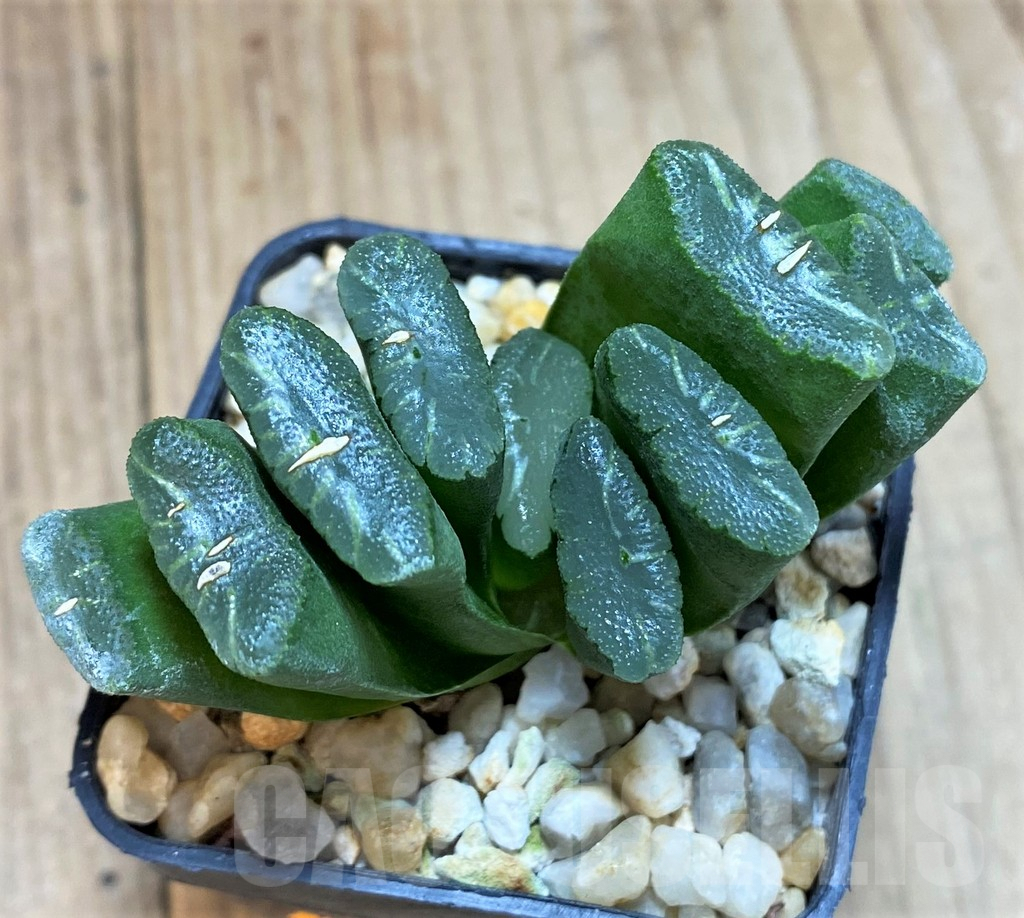 SH1359 Haworthia truncata -Japan-