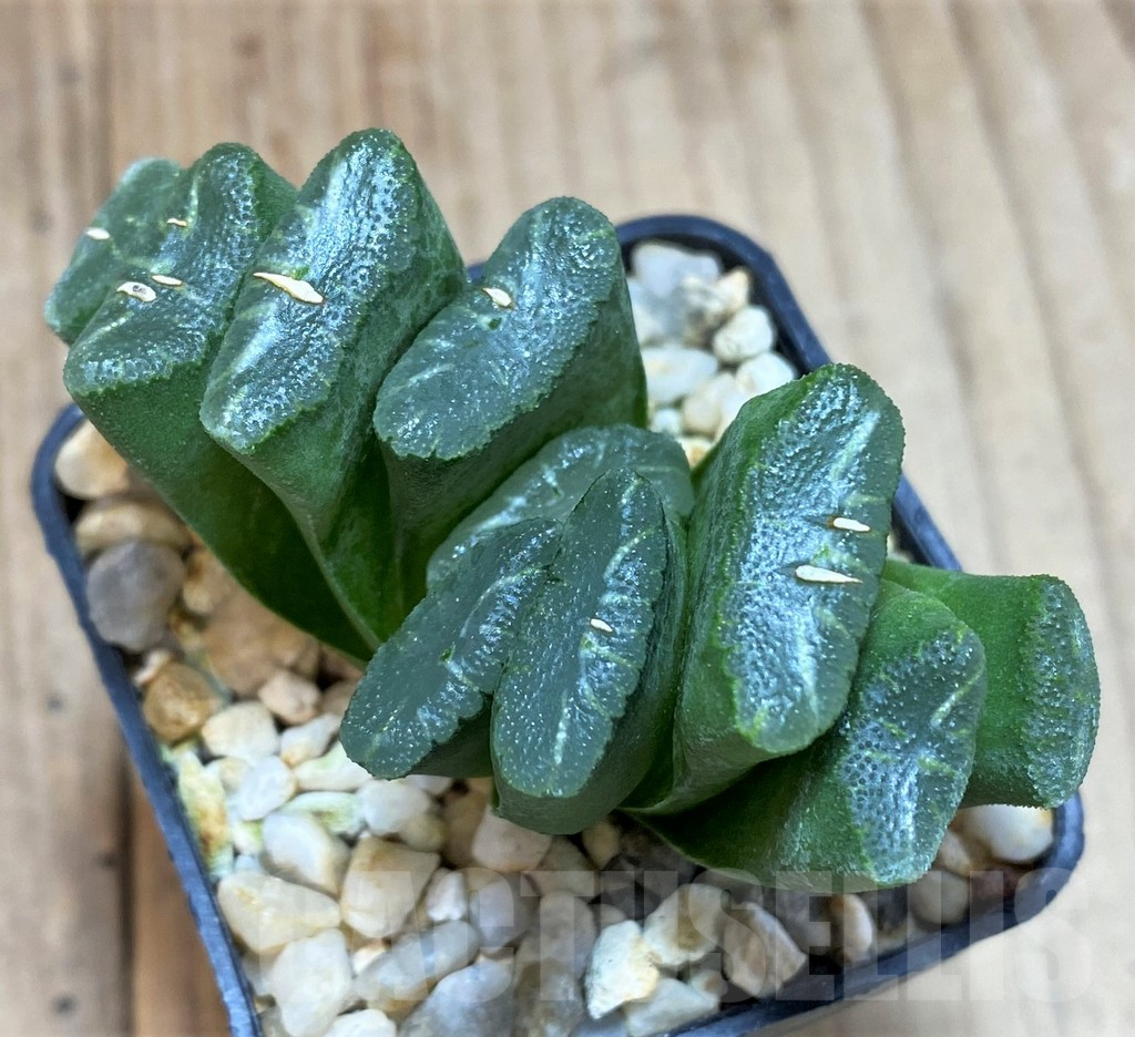 SH1359 Haworthia truncata -Japan- - Image 3