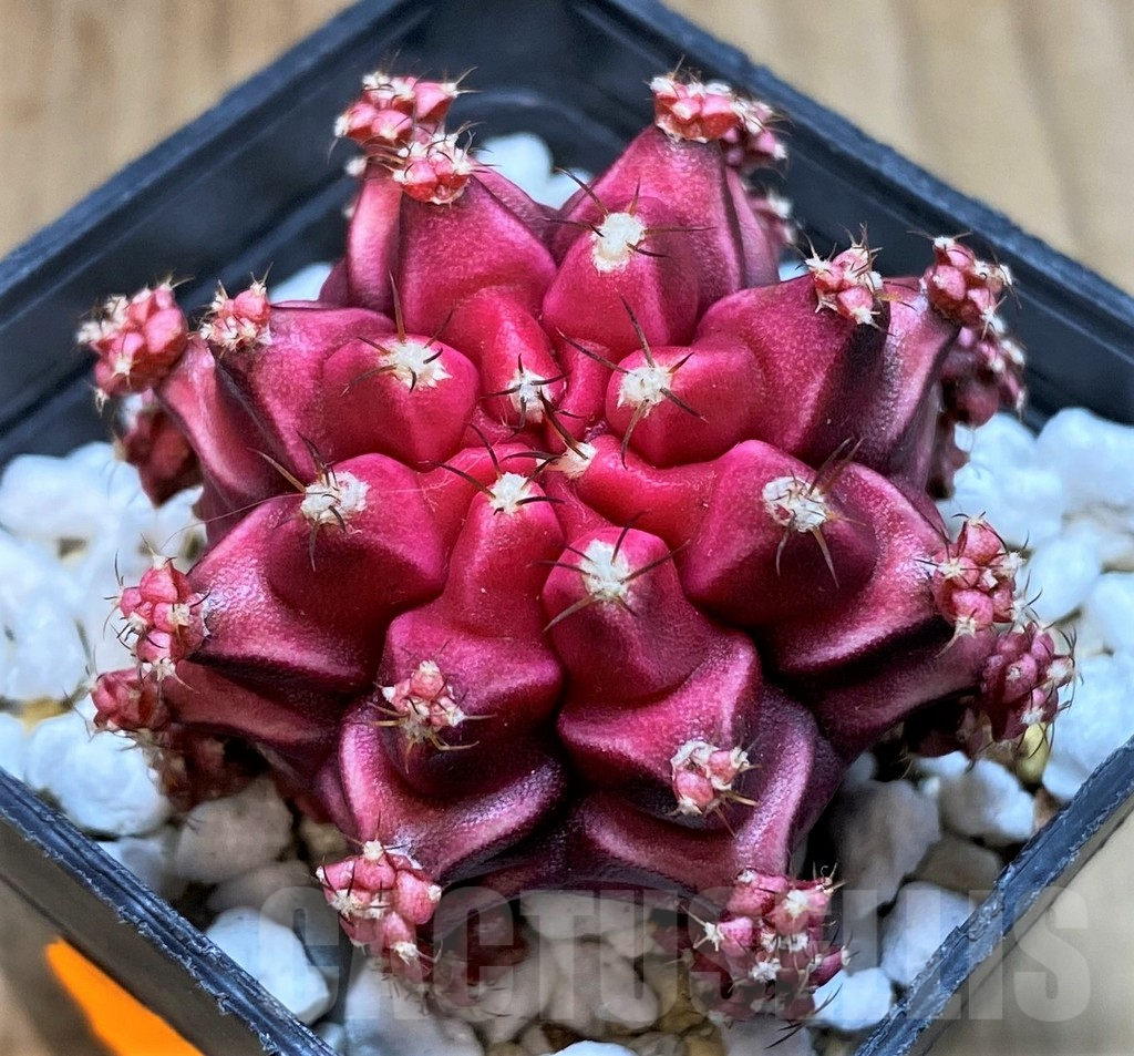 SH1444 Gymnocalycium mihanovichii 'Beloved'