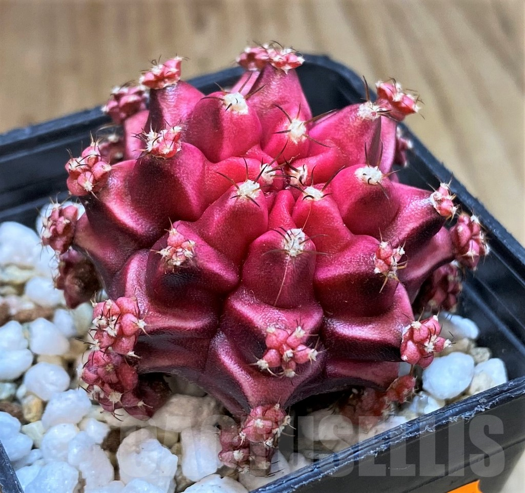 SH1444 Gymnocalycium mihanovichii 'Beloved' - Image 2