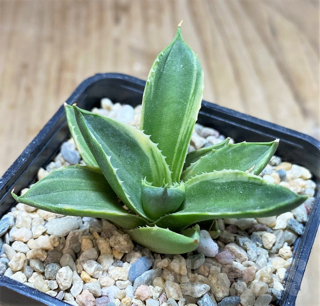 SH1493 Agave 'Pixie' f. variegata - Image 2