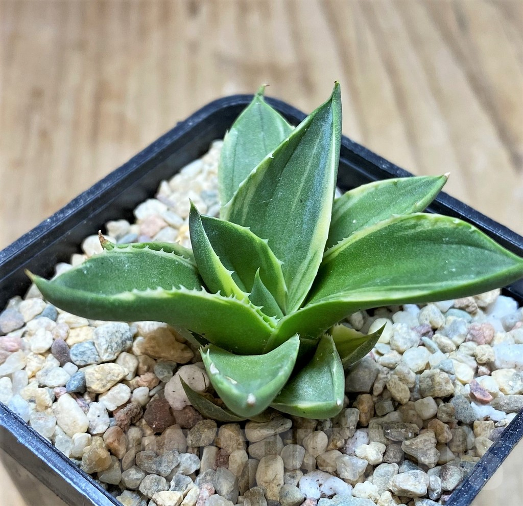 SH1493 Agave 'Pixie' f. variegata