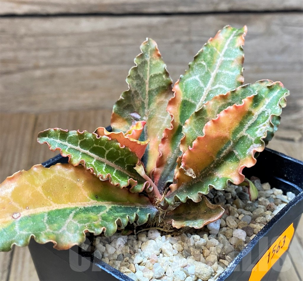 SH1563 Euphorbia francoisii f. variegata - Image 3