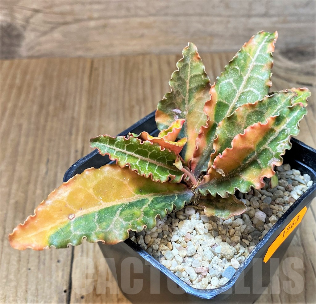 SH1563 Euphorbia francoisii f. variegata - Image 2