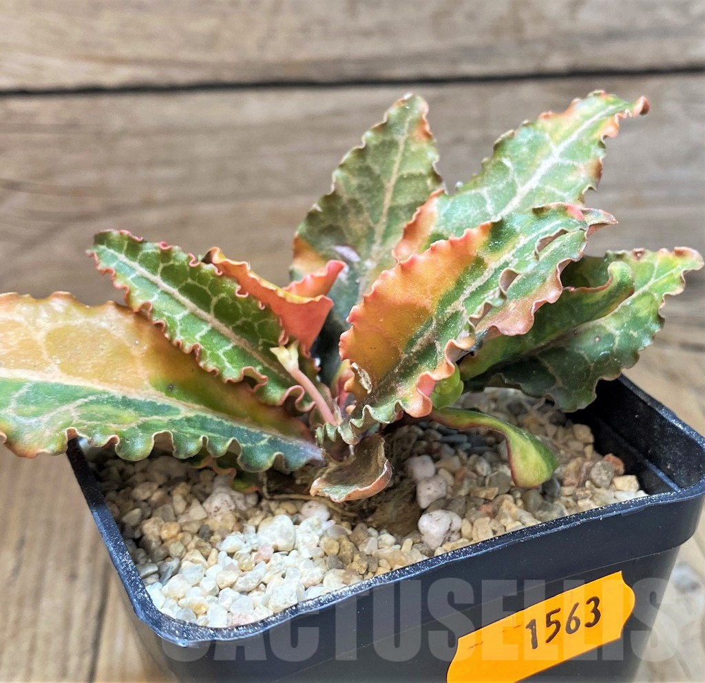 SH1563 Euphorbia francoisii f. variegata