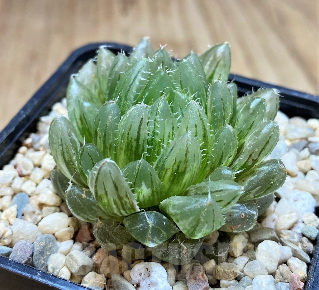 SH1499 Haworthia 'Emerald Cloud' f. variegata - Image 2