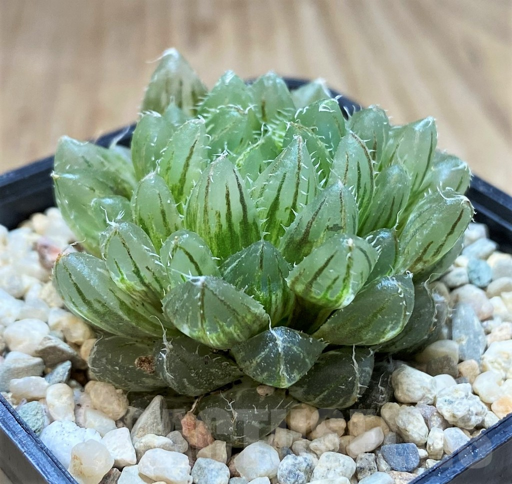 SH1499 Haworthia 'Emerald Cloud' f. variegata