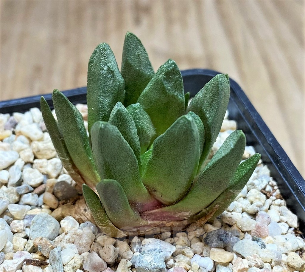 SH1504 Ariocarpus scapharostrus - Image 2